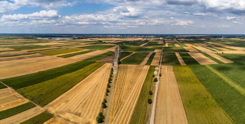 Subotica from the fields